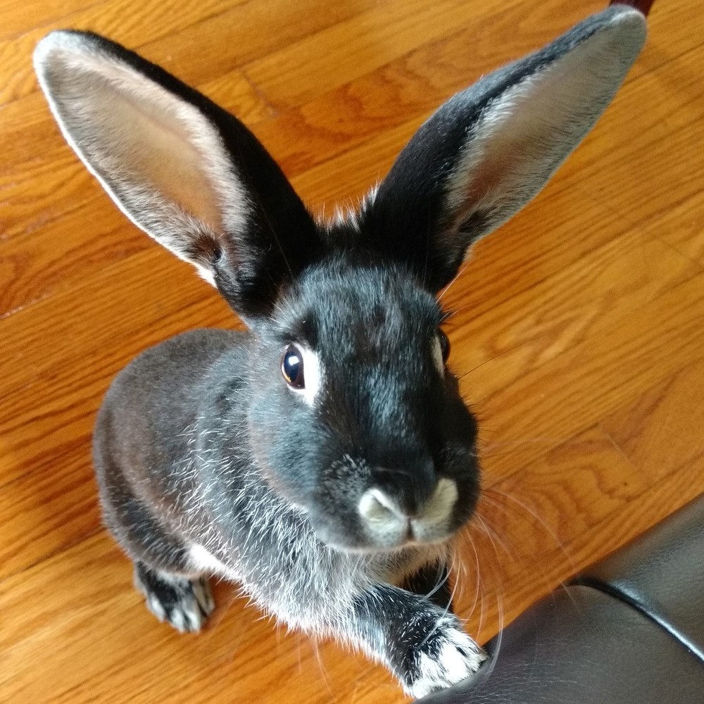 Meet your Posher, Angelica